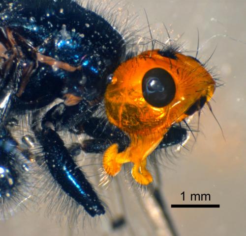 Thyreophora cynophila